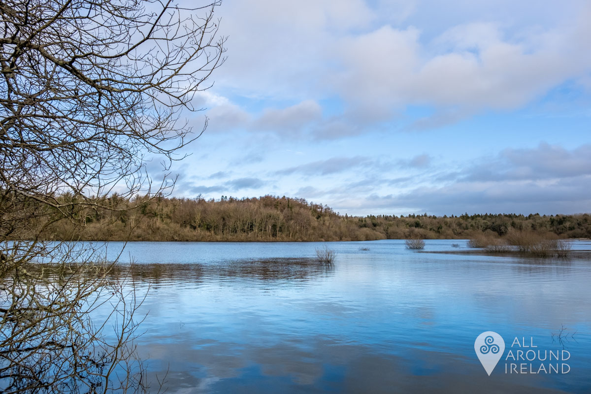 Dromore Wood_05 • All Around Ireland