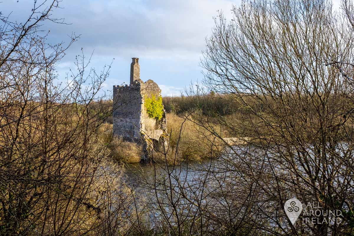 Dromore Wood_11 • All Around Ireland