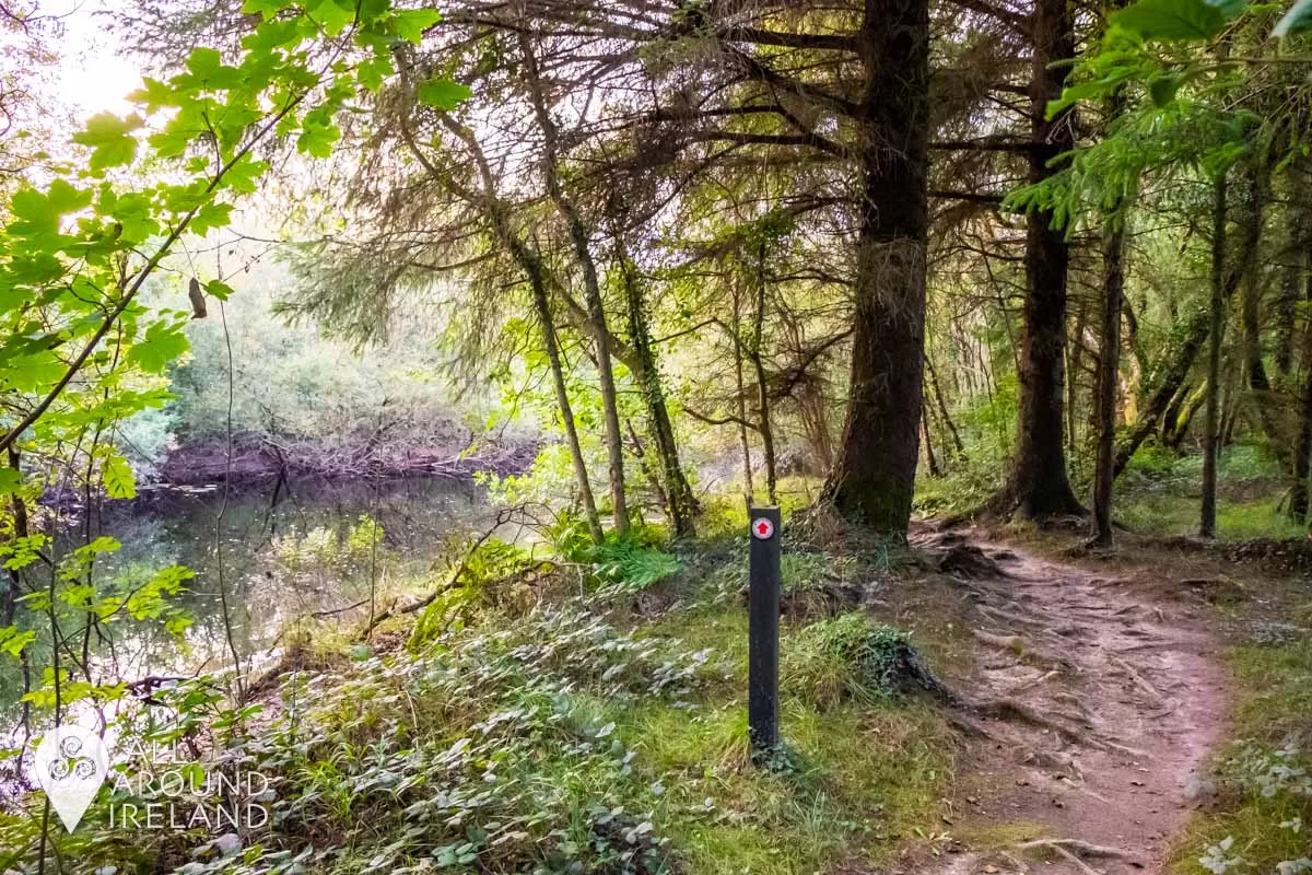 Cahermurphy Cahermurphy Forest • All Around Ireland